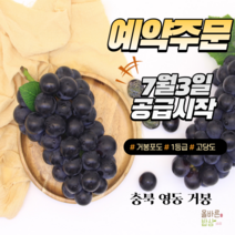 23년 충북 영동 햇 보라빛 달콤한 거봉 500g 1kg, 1송이 / 500g내외 에어포장, 1개