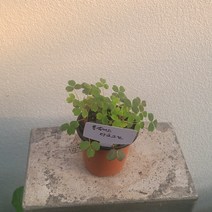 실내공기정화식물 야생화 옥살리스다크그린 사랑초 소품 10-25cm 39