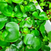 부레옥잠 수경재배 수질정화 연못 부상수초 3개 세트