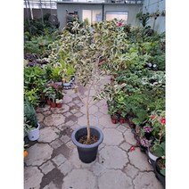 무늬동백 월의치설 대품/높이120센치정도