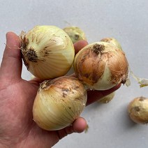 국내산 햇 양파 중사이즈, 1개, 양파15kg(중사이즈)