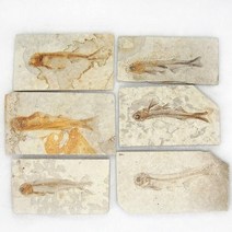 1PC 고대 선사 시대 물고기 화석 매트릭스 Lycoptera Davidi 플레이트 견본 쥬라기 Cretaceous 진짜, 하나, 보여진 바와 같이