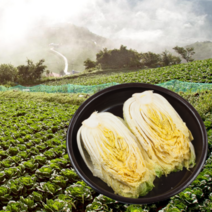 [예약배송] 먹사부 땅끝 해남 절임배추 소금 절인배추 직거래 국산 맛있는 김장 김치 20kg 20키로 3kg 양념X 지정일 가능, D.지정일배송(목요일도착)