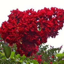 배롱나무 묘목 다이너마이트 - 삽목2년 뿌리묘 1개