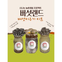 버섯랜드 2개 1세트 버섯기르기 1+1 고기느타리 느타리 표고 버섯키우기 키트 버섯배지 유치원 교육용 취미생활, 느타리+느타리