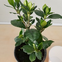 [용이네 화원] 잊지못할 향기 하얀꽃 치자나무 소형 045 화원 농원, 1개