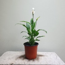꽃백화점 스파트필름 소엽 공기정화식물 10~25cm 29, 1개