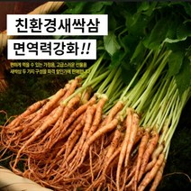 대숲맑은 새싹삼 새싹인삼 100뿌리 산지직송 몸에좋은 GAP인증, *고급 중 100뿌리 (20cm 좌우)
