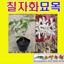 (D소망)칠자화나무묘목(포트) 4그루, 1개