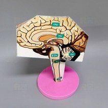 뇌 구조 만들기 4인/과학 실험 키트 교구 도구 만들기