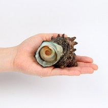 [숨비해물]거제 해녀 자연산 뿔소라 제주 뿔 소라 회 1kg