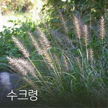 수크령 500g 야생화씨앗, 1개