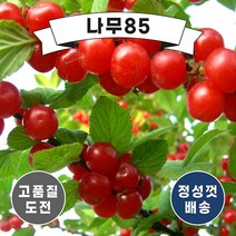 (나무85) 앵두나무 묘목 2종, 1. 앵두 접1