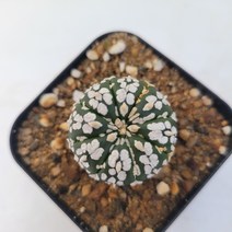 [메카다육]25-0215 슈퍼투구(실생 선인장)화분포함 다육식물