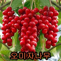 오미자2년생10그루.묘목.나무묘목.유실수.꽃나무.과실수. 오미자나무2년생10그루