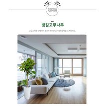 없음 [반값화분] MAIN-대형뱅갈고무나무150 직접배송 축하화분 개업화분 거실화분 카페화분 인테리어화분 아레카야자 극락조 알로카시아 파키라 고무나무, 황토분