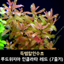 루드위지아 인클라타 레드 (7줄기)