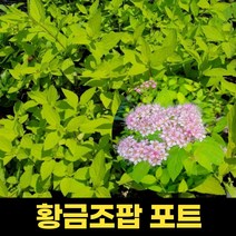 황금조팝 1개 포트 조팝 핑크 조경나무묘목 야생화 조경수