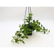 홀리아페페(소품9x9)[아몬드페페]-묘목
