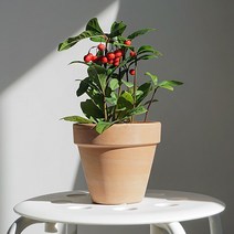 천냥금, 천냥금 + 독일토분 마블 회색 (받침포함)