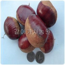 묘광라라농원 리뷰 좋은 인기 상품의 최저가와 가격비교