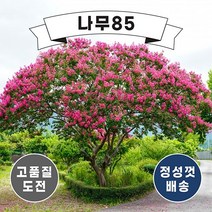 (나무85) 배롱나무(목백일홍) 12종 시리즈, 1.미니배롱나무 5치