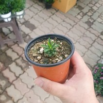 2900 괴마옥친구 아미산 소품 10~25cm