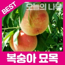 경북의성황도복숭아 가격비교 구매가이드