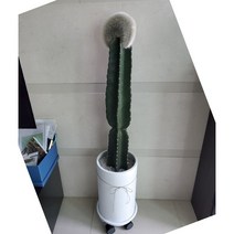 태양마을 대형화분 거실화분 거실 인테리어화분 대형 식물 인테리어 희귀 식물 플랜테리어 밍크선인장 키큰 대형 선인장