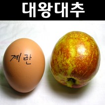 대왕대추 접목1년생 뿌리 특묘 1개/유실수 과실수 묘목, 1개