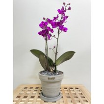 퀵 배송 인사이동문구 수서개업축하난 삼성승진난 양재승진축하난 교대승진화분 문정개업화분 서초개업화분 서울퀵배송 수서승진축하난 구의축하화분 잠실개업화분 삼성승진축하난 집들이선물 승진축, 3.노랑
