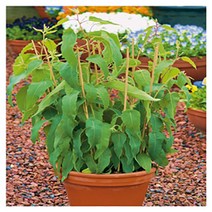 [꽃씨]허브-유칼립투스(레몬부쉬)[다년생] 10립