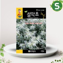 솔림텃밭몰 설악초씨앗 30립 설악초 꽃씨앗 관산용 꽃씨 야생화