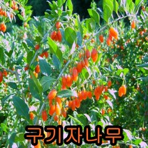 구기자 나무 삽목2년 10그루 묘목 꽃나무 과일나무 유실수 과실수