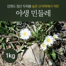 야생 민들레(생) 1kg (뿌리 전초) 주문 당일 채취 발송, 생민들레 뿌리1kg