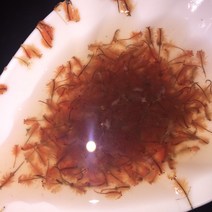 자연 냉동 소금물 새우 신선한 대형 아르테 미아 부티크 붉은 새우 높은 영양 다채로운 제비 물고기 공작 관상어 사료, 6 하드커버 홍새우 6병 (무료배송 및 폼박스)