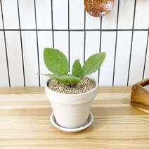 1+1 보리지 키친허브 화분 세트 로즈마리 딜 바질 베란다 텃밭 허브 키우기, H31.보리지, H12.장미허브