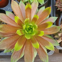 꽃나무팜 무지개바위솔 월동다육이 국민다육 반려식물 선별배송 다육이키우기 키우기쉬운식물