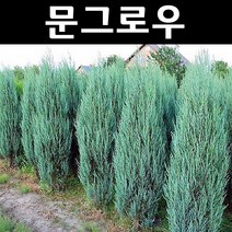 문그로우 나무 묘목 키80cm(분) 1개/정원/공원/조경수