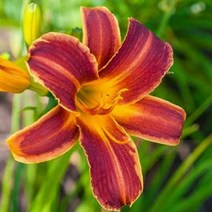 사계원추리(레드립)/포트(2개묶음)/묘목/d0716