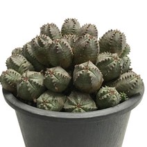 미니오베사(중품)-유포르비아속/구형/고른능/군생