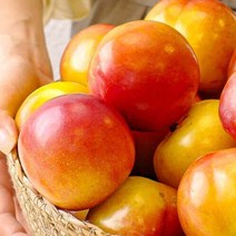김천자두 2kg 왕자두 당도선별 산지직송