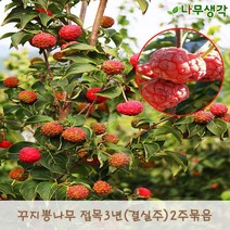 착한가격 나무생각 꾸지뽕 접목3년(결실주)*2주묶음
