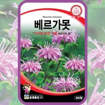 베르가못씨앗 벨가못 꽃 씨앗 300립 모나르다 버가못 베르가못 다년생 monarda, 1개