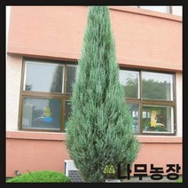 (나무농장) 스카이로켓향나무 1.2m 내외 분