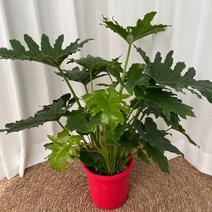 호프셀렘 온정원