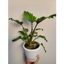 7900 제나두셀렘 셀럼 중품 30~50cm, 1개