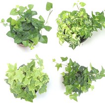 꽃들이네 아이비 화분 실내공기정화식물 키우기좋은식물 수경재배식물 수경식물 수경재배, 1개, 골드 아이비