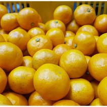제주도 감귤 노지감귤 서귀포 5kg 10kg, 중대과(5kg)