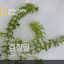 검정말 관찰 자연 초등교과 수생식물 관속식물 저수지 수초 어항 수질정화 초등과학 과학교구, 상세페이지 참조